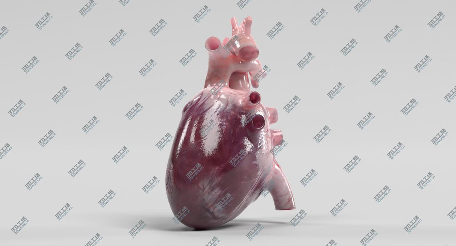 images/goods_img/202105072/3D Human Heart model/5.jpg